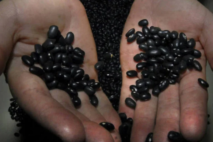 
	Gr&atilde;os de feij&atilde;o preto: de acordo com o ministro, poucos pa&iacute;ses t&ecirc;m condi&ccedil;&otilde;es de vender o produto ao Brasil&nbsp;al&eacute;m da Argentina, China e M&eacute;xico
 (Marcello Casal Jr./ABr)