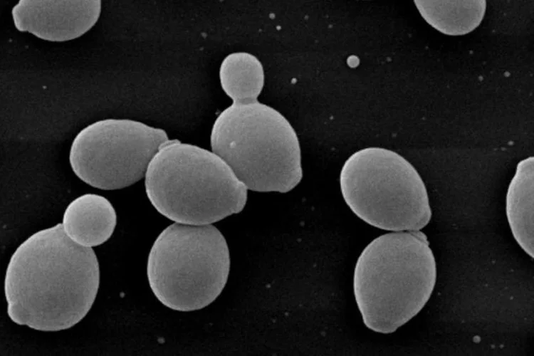 Fermel: nova levedura deve ser multiplicada por fabricantes e disponibilizada no mercado (Fermentec)