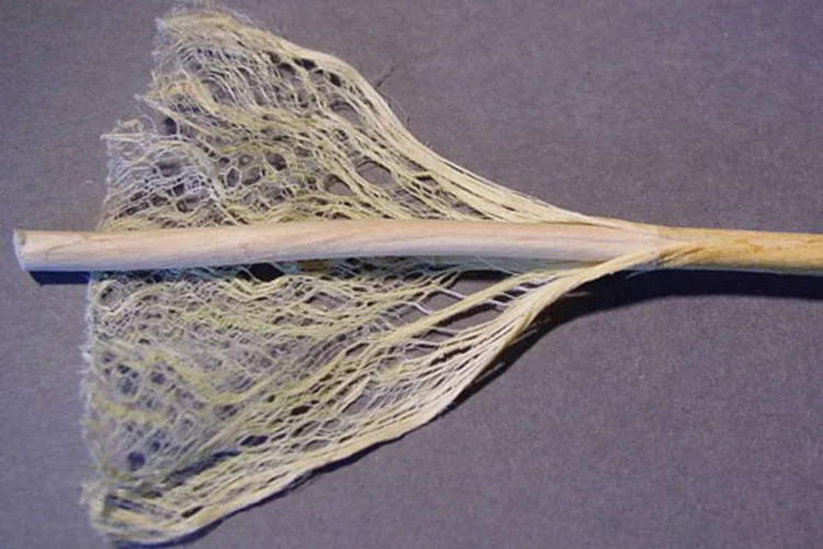 
	Fibras do caule do c&acirc;nhamo: sua semente pode ser usada em &oacute;leos de alto teor proteico ou para fabricar tinta e pl&aacute;sticos
 (Wikimedia Commons)