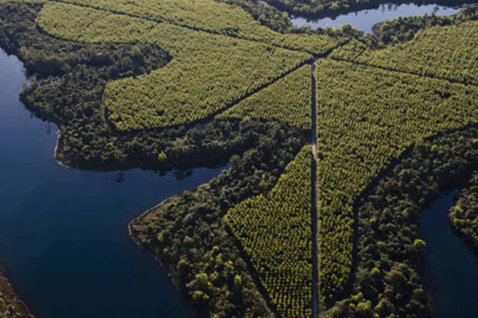 Fibria vende 210 mil hectares de terras por R$1,65 bi