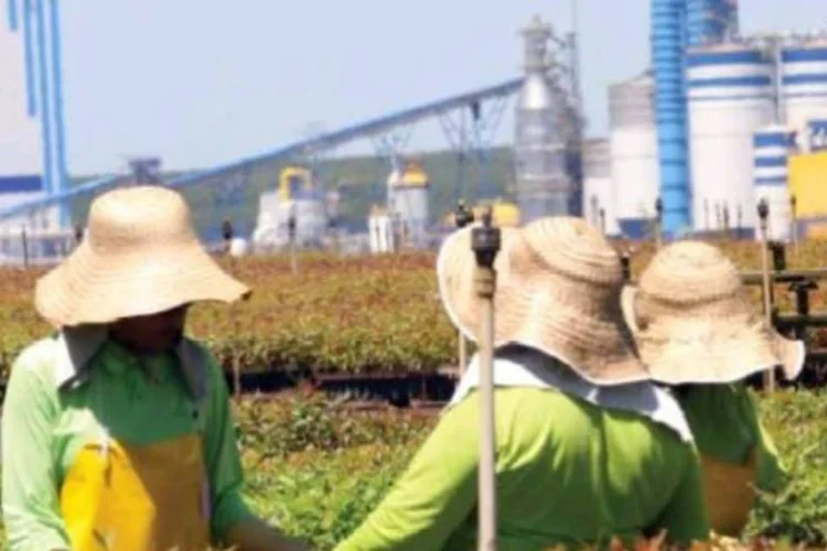 Fibria: sua relação dívida líquida/ebitda passou de 6,5 vezes no último trimestre de 2009 para 3,6 vezes no último de 2010 (Divulgação)