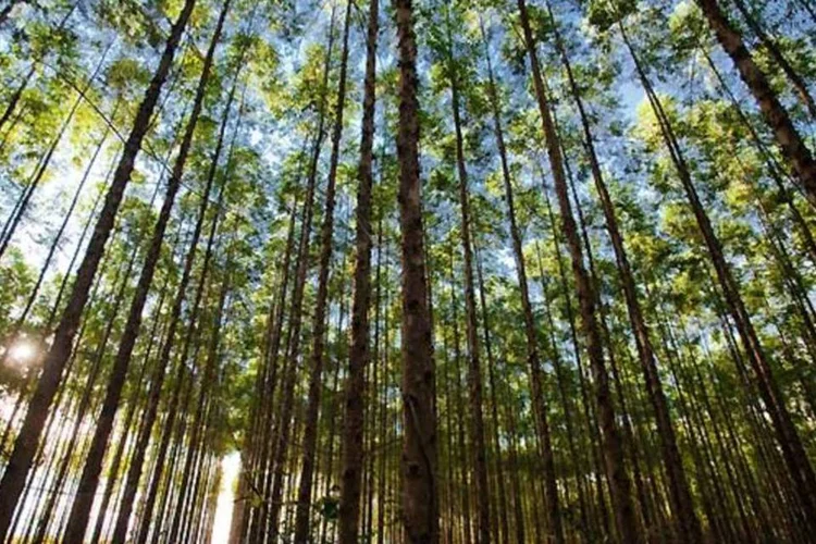 Fibria: unidade vendida produz cerca de 160.000 toneladas de papeis por ano (Ricardo Teles)