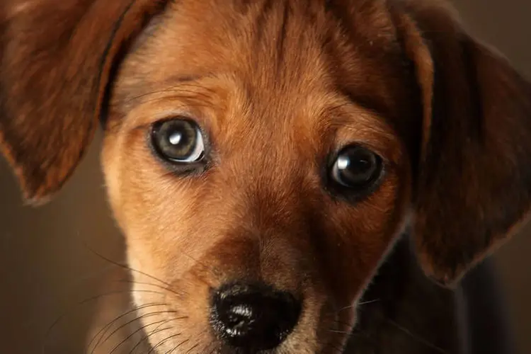 
	Cachorro: novos donos s&oacute; descobriam mutila&ccedil;&otilde;es quando levavam os animais ao veterin&aacute;rio
 (Christopher Furlong/ Reuters)