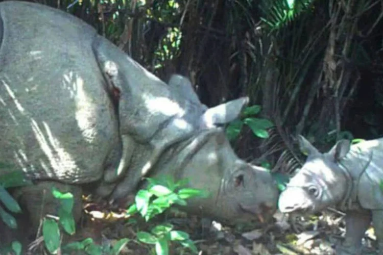 Filhote de rinoceronte de Java (AFP / UJUNG KULON)