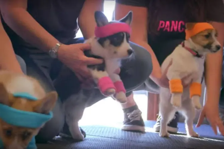 
	Filhotes de cachorro em a&ccedil;&atilde;o da Purina Dog Chow: a campanha nasceu para celebrar o dia 23 de mar&ccedil;o, Dia Nacional do Filhote de Cachorro nos EUA
 (Reprodução/ Youtube)