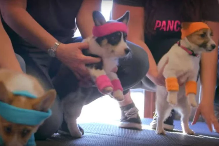 
	Filhotes de cachorro em a&ccedil;&atilde;o da Purina Dog Chow: a campanha nasceu para celebrar o dia 23 de mar&ccedil;o, Dia Nacional do Filhote de Cachorro nos EUA
 (Reprodução/ Youtube)