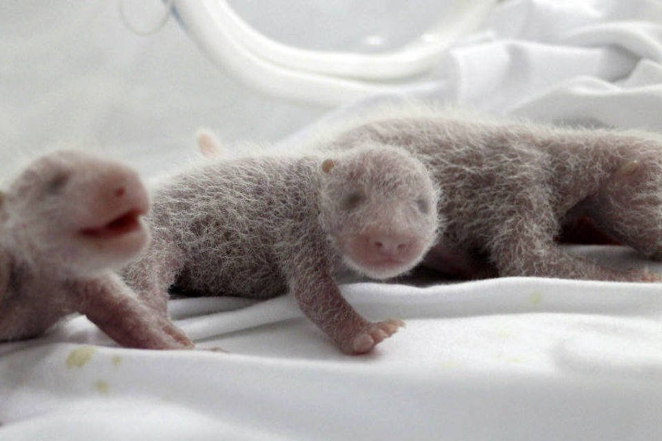 Zoológico chinês apresenta pandas trigêmeos