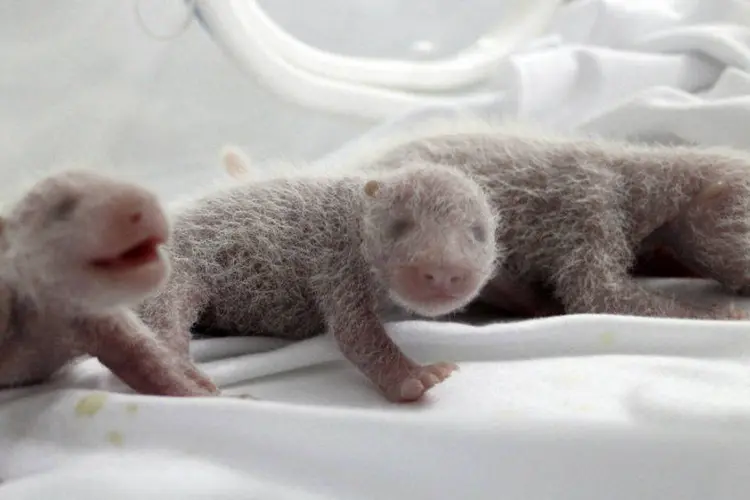 Filhotes de panda: taxa de mortalidade do panda no nascimento é extremamente alta (China Daily/Reuters)