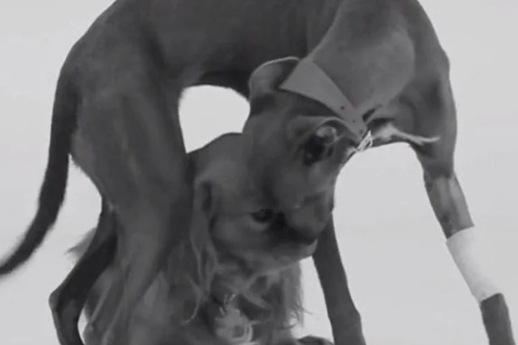 First Sniff: filme produzido pela agência de publicidade Mother London em parceria com a Bosh faz paródia da campanha viral "First Kiss". No lugar de humanos, o filme é estrelado por cachorros (Reprodução/YouTube/Bosh)