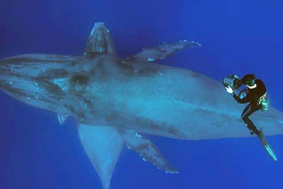 Entre gigantes: um mergulho com as baleias