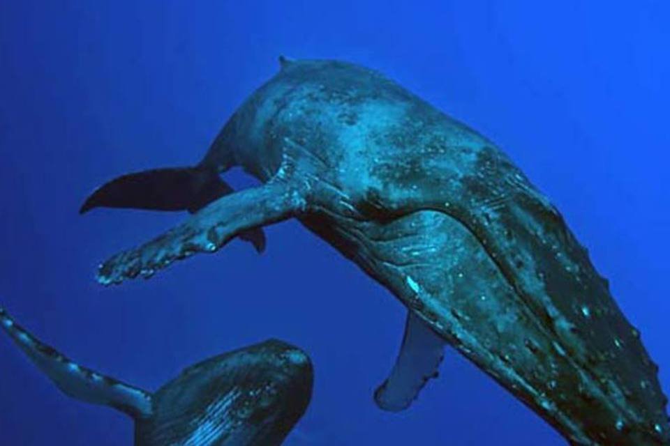 Baleias podem imitar vozes humanas, diz estudo