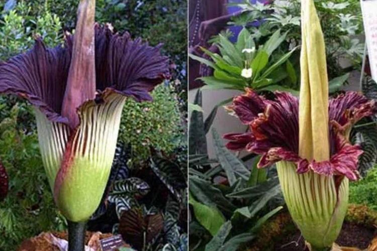 
	Flor-cad&aacute;ver: suas folhas medem 244 cent&iacute;metros e podem&nbsp; crescer at&eacute; cinco metros
 (Montagem/Wikimedia Commons)