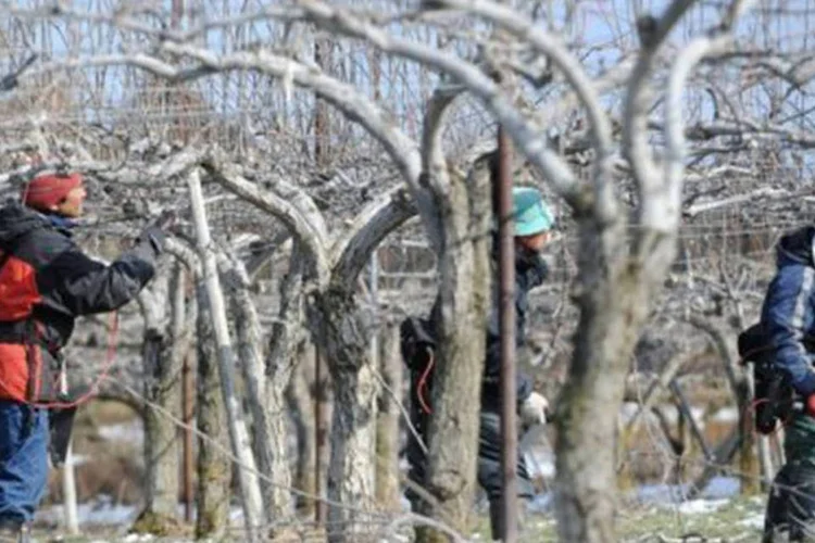 Segundo os dados do UNSCEAR, um total de 20.115 trabalhadores esteve exposto a radiações em Fukushima, dos quais apenas oito receberam elevadas doses de radiação (Roslan Rahman/AFP)