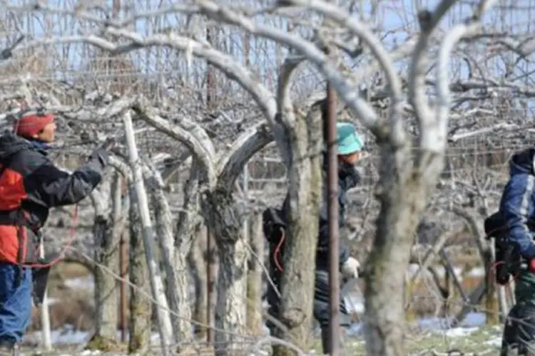 Os cientistas extraem amostras de espécies animais e vegetais dentro e perto da região proibida de 20 km de raio ao redor do complexo atômico de Fukushima (Roslan Rahman/AFP)