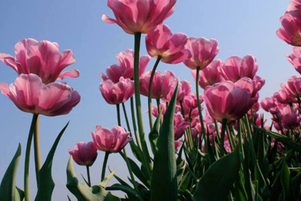 1-800-flowers.com compra parte da Flores Online