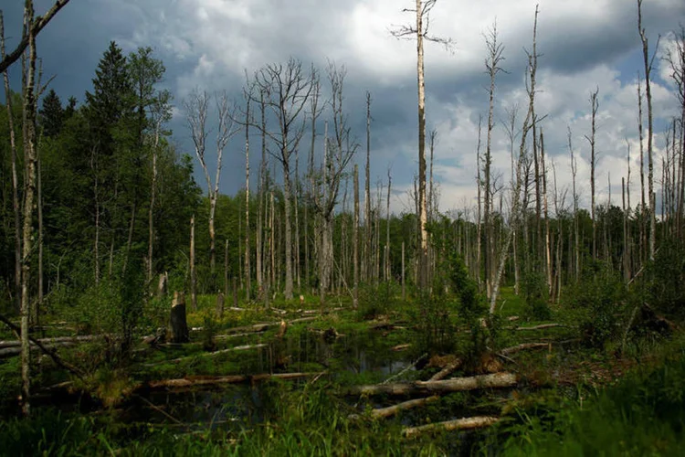 floresta Białowieża na Polônia (REUTERS/Kacper Pempel)