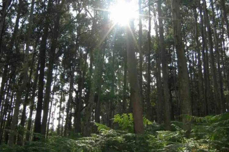 
	Floresta de Eucaliptos: acordo envolve 45 mil hectares de florestas de eucalipto
 (Stock.Xchange/Thinkstock)