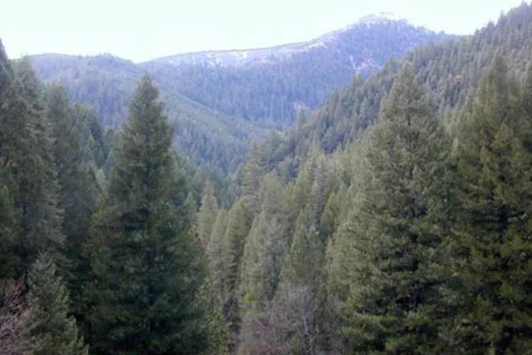 Floresta nos EUA: crescimento médio foi de 1,25 milhões de hectares por ano (Eric Guinther/Wikimedia Commons)