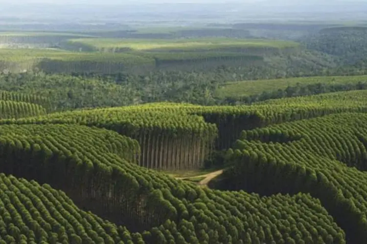 Floresta de Eucalipto: a Duratex é produtora de painéis de madeira (Divulgação/VEJA)