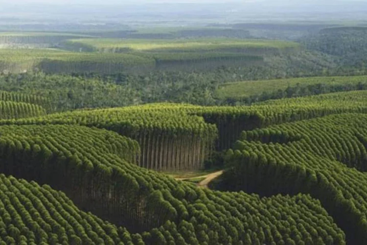 Fibria já nasceu como maior produtora de celulose de eucalipto do mundo (Divulgação/VEJA)