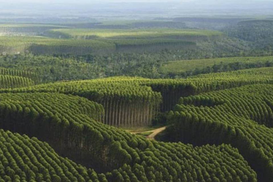 Duratex vende floresta de eucalipto para Fibria por R$ 74,8 mi