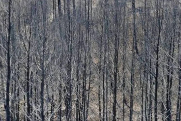 Os incêndios florestais são especialmente violentos neste ano na Espanha (Lluis Gene/AFP)