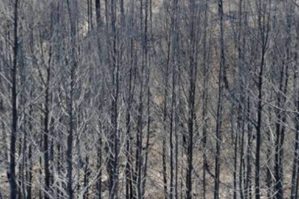 Incêndio florestal afeta Espanha e 300 pessoas evacuadas