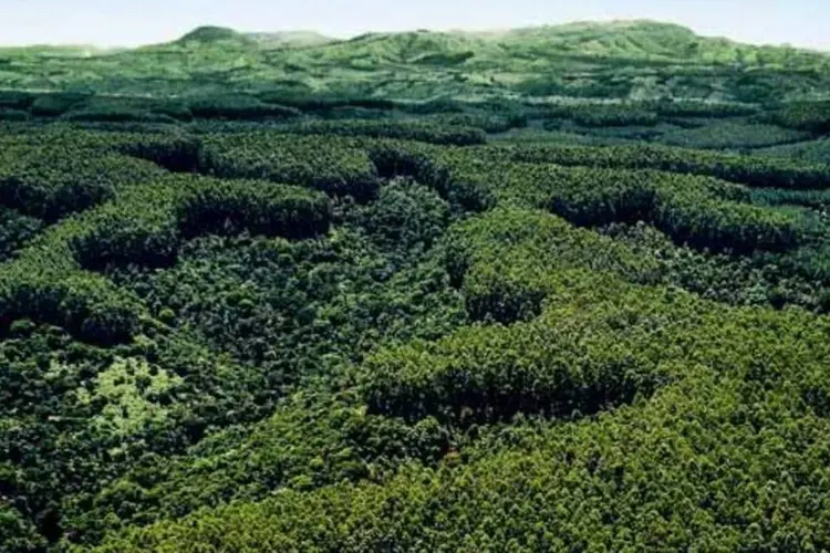 
	Floresta plantada: participaram do estudo 2.002 pessoas em todas as capitais e mais 73 munic&iacute;pios, em novembro do ano passado
 (./Divulgação)