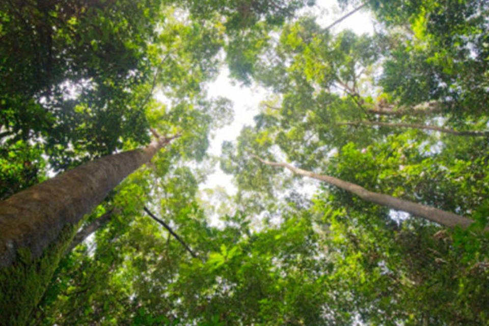 Brasil atingiu este ano a meta de redução em até 38% das emissões de carbono na área florestal (foto/Getty Images)