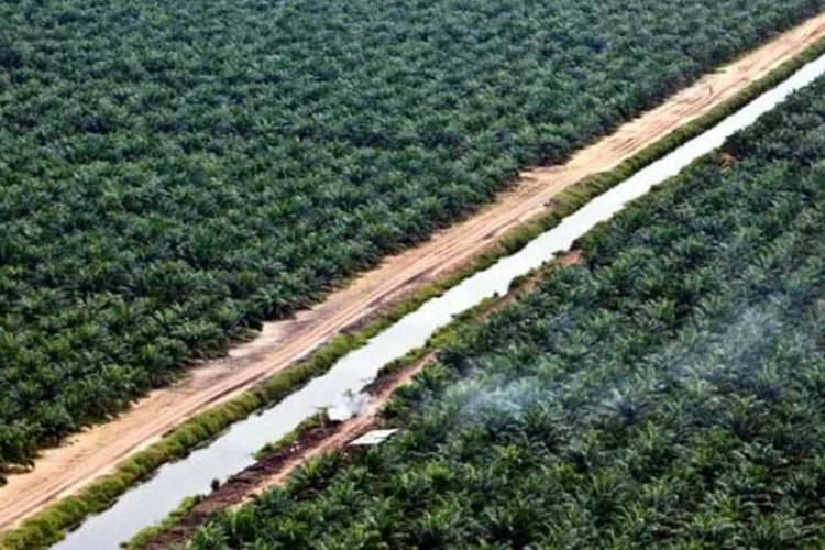 "Infelizmente a perda de biodiversidade está no mesmo nível que sempre esteve" aponta o estudo  (Getty Images)