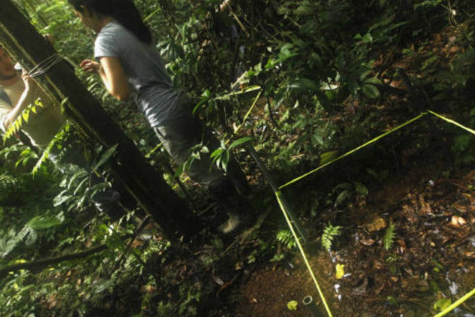 Experiência na Amazônia vira modelo mundial para pesquisas