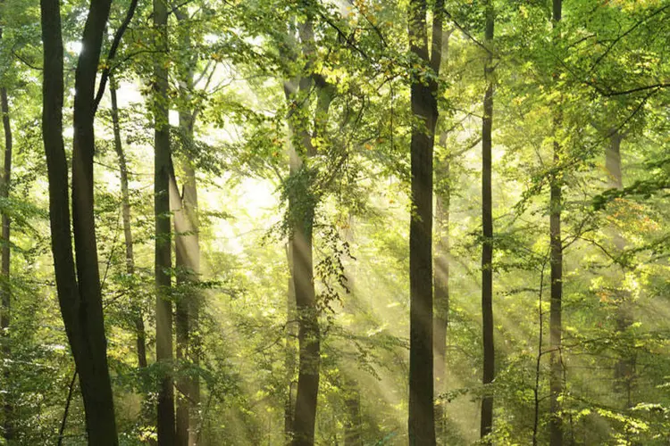 
	Floresta: floresta de Puyango abriga uma superf&iacute;cie de 2.659 hectares
 (thinkstock)