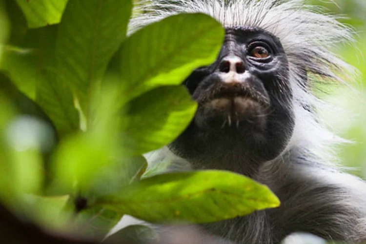 Segundo o Ministério Público, o objetivo é solicitar ao BNDES recursos do Fundo Amazônia, criado em agosto de 2008 (Robin Moore/iLCP)