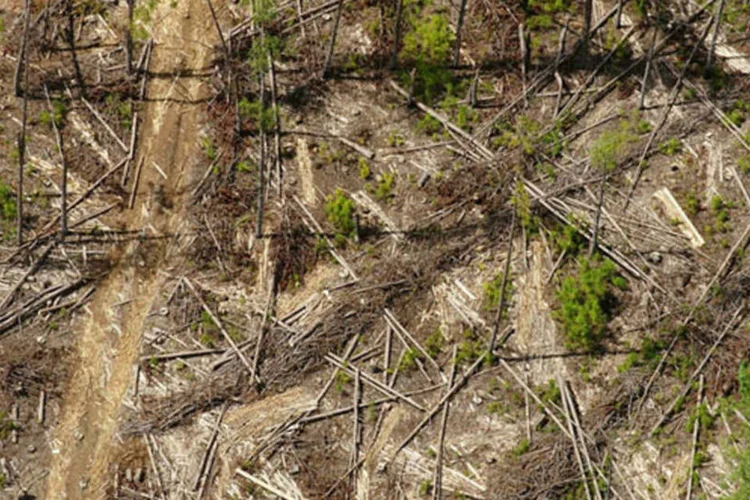 Ao comparar dados de arquivo com as novas imagens, será possível acompanhar as mudanças na cobertura florestal (Cristina Mittermeier/ iLCP)