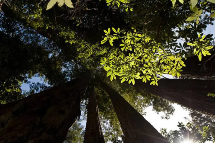 Segundo a última proposta de reforma do Código, a compensação ambiental se daria na própria área da bacia ambiental (William Crosse)