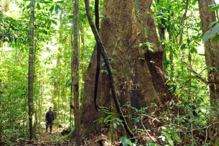 
	Floresta Estadual do Amap&aacute;: a Flota do Amap&aacute; ocupa 16% do territ&oacute;rio do Estado e est&aacute; integrada com um bloco cont&iacute;nuo de &aacute;reas protegidas
 (Divulgação/Instituto Federal de Florestas do Amapá)