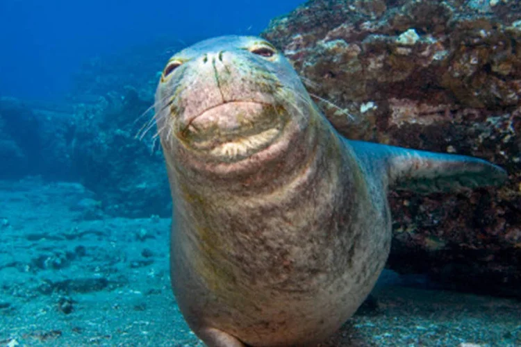 Foca: mulher nadou na piscina às 19h30, meia hora depois de os visitantes terem deixado o local (Getty Images)
