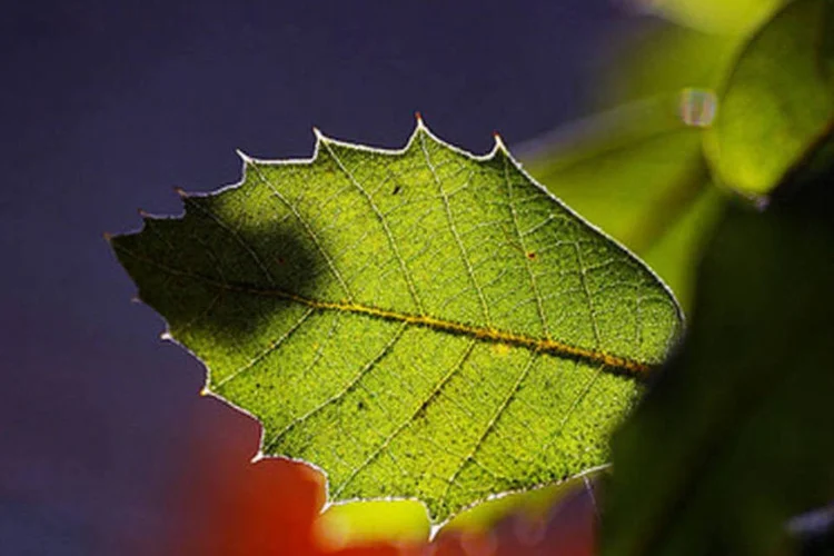 Empresa terá duas linhas de negócios distintas: a primeira de consultoria, e a segunda na área de atuação que abrange certificações (Flickr/visualpanic/Creative Commons)