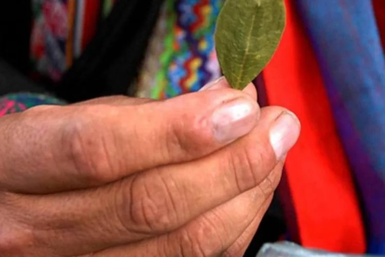  Peru igualou a Colômbia na produção da folha de coca e que também está muito perto de assumir o primeiro lugar na produção de cocaína (Wikimedia Commons)