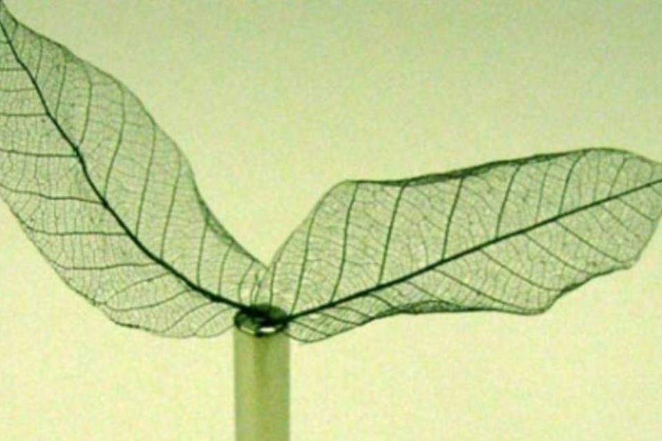 Alemães criam folha de árvore magnética e condutora