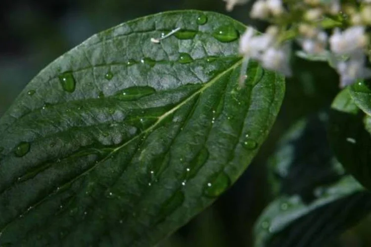 Sustentabilidade e terceiro setor em alta (Getty Images)