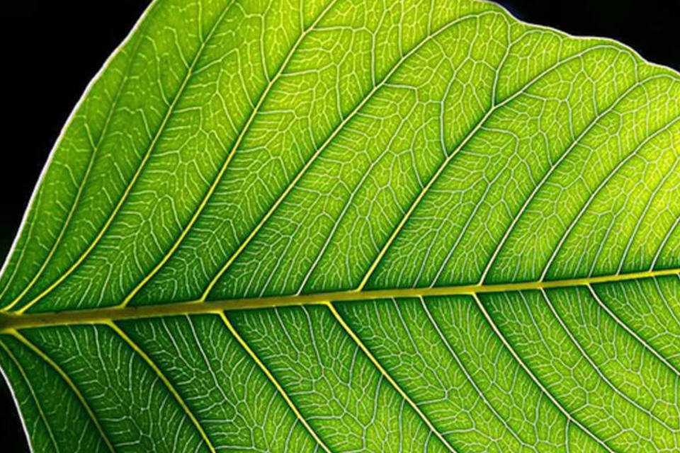 Folha artificial gera energia por fotossíntese