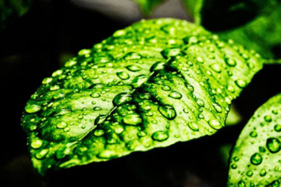 Plantas conseguem fazer cálculo de divisão