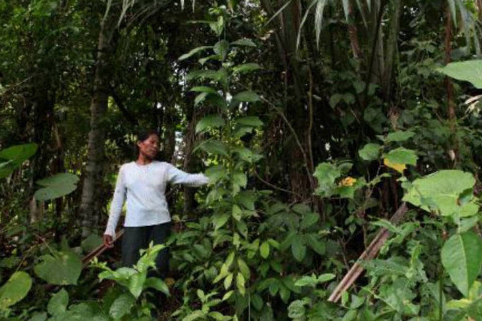 Amazônia está secando mais lentamente do que se previa