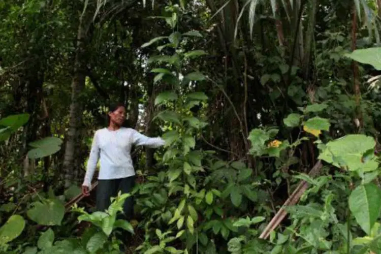 Mulher colhe folhas na Amazônia colombiana (Mayela Lopez/AFP)
