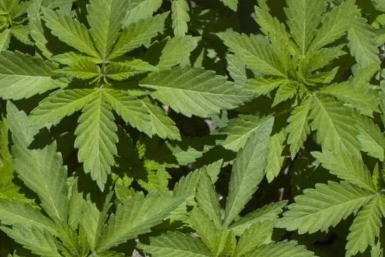 Folhas de maconha (Paula Bronstein/Getty Images)