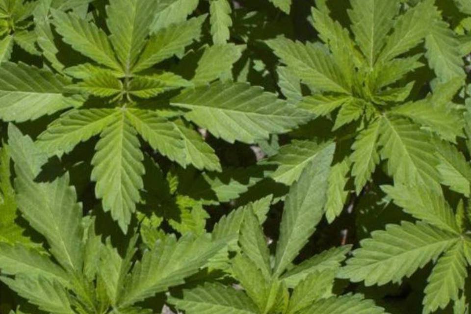 Cidade espanhola vai plantar maconha para fugir da crise