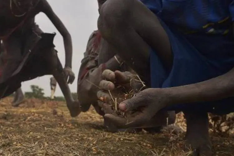 
	Crian&ccedil;as recolhem gr&atilde;os derramados no solo, no vilarejo sul-sudan&ecirc;s de Nyal
 (Tony Karumba/AFP)