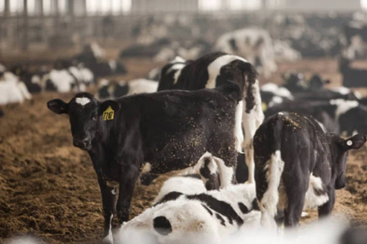 Produtores rurais pediram à Fonterra que seja transparente com os pais de bebês sobre detalhes da contaminação (Bloomberg)