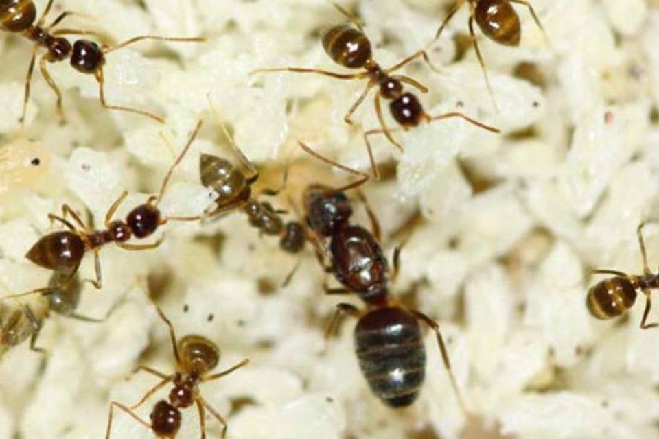 Formigas constroem balsas para salvar rainha em inundações